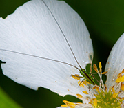 Katydid
