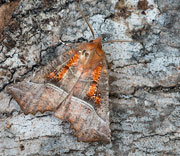 Moth