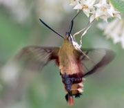 Moth