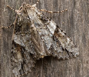 Moth