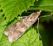 Moth