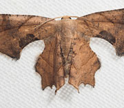 Moth