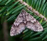 Moth