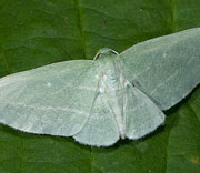 Moth