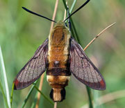 Moth