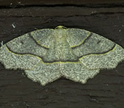 Moth
