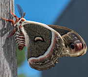 Moth