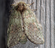 Moth