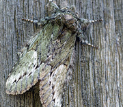 Moth