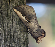 Moth