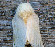Moth