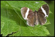 Moth