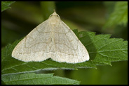 Moth