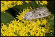 Moth