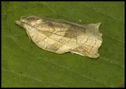 Moth