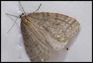 Moth