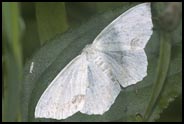 Moth