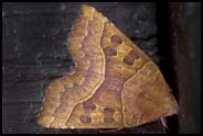 Moth