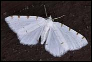 Moth