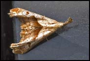 Moth