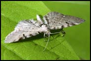 Moth
