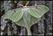 Moth