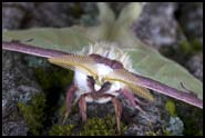 Moth