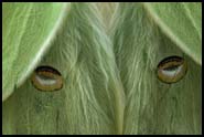 Moth