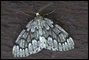 Moth