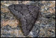 Moth