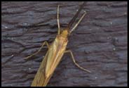 Moth