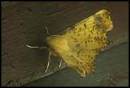 Moth