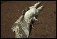 Moth