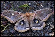 Moth