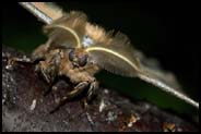 Moth