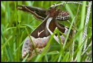 Moth