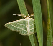 Moth