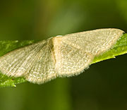 Moth