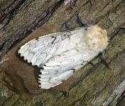 Moth