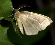 Moth
