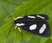 Moth