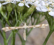 Moth