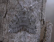 Moth