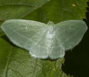 Moth