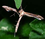 Moth