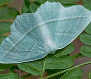 Moth