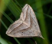 Moth