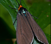 Moth