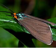 Moth