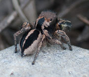 Spiders